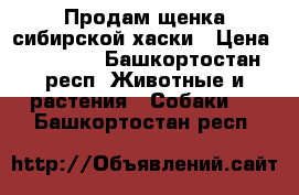 Продам щенка сибирской хаски › Цена ­ 20 000 - Башкортостан респ. Животные и растения » Собаки   . Башкортостан респ.